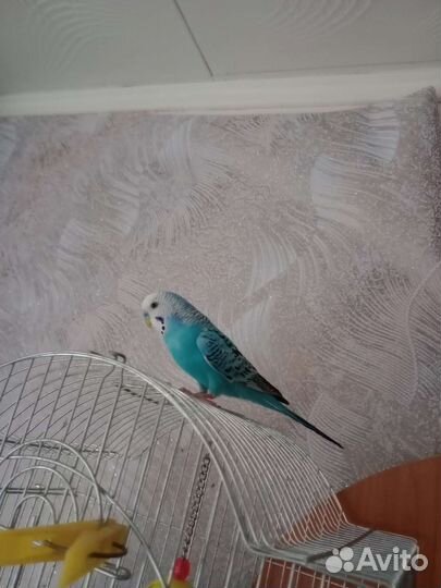 Продаю попугая