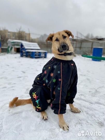 Милый Патрик ищет дом