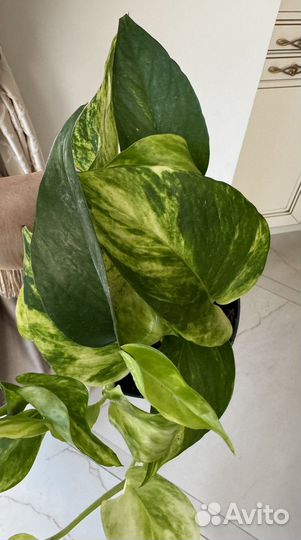 Эпипремнум