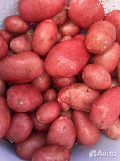 Картофель молодой