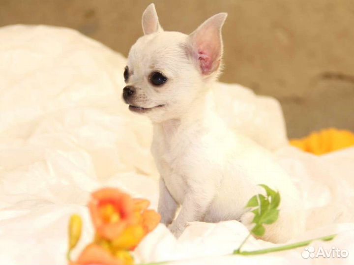 Щенок чихуахуа, девочка