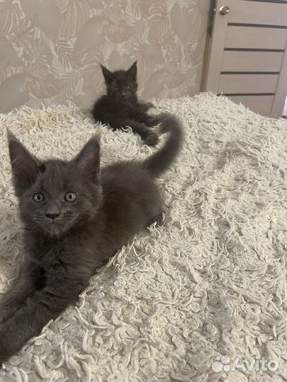 Майн кун котята
