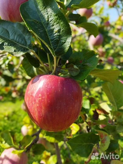 Яблоки с доставкой