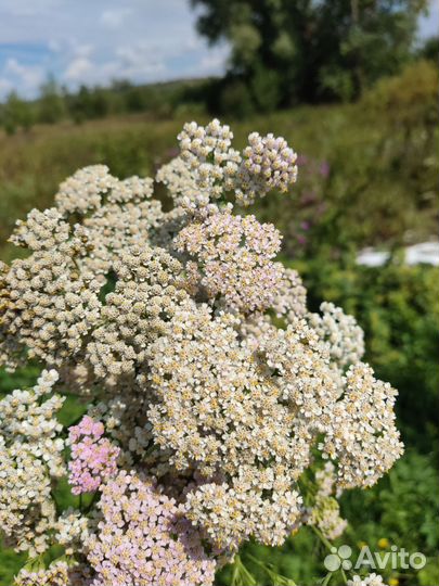 Тысячелистник