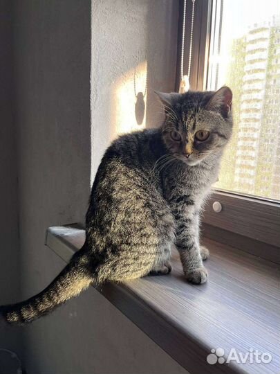 Кошка в дар бесплатно