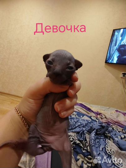 Канадский сфинкс котенок