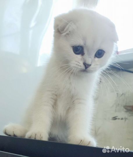 Кошки шотландцы