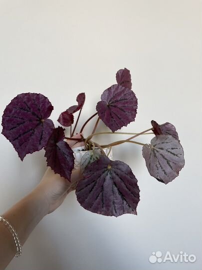 Бегония Martin’s Mystery