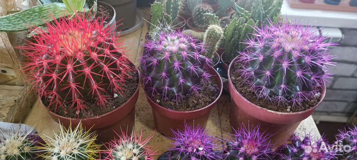 Сансевьерия,Кактусы, крассула,алоэ