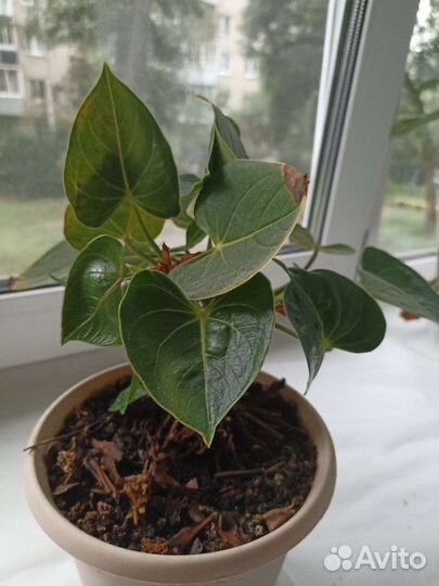 Комнатные цветы антуриум