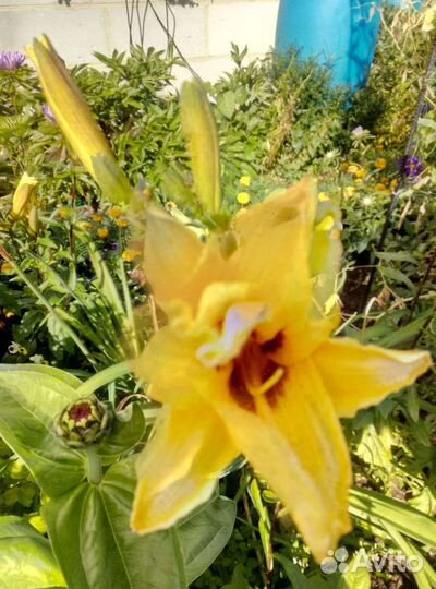 Ирис Сибирский, Лилейник