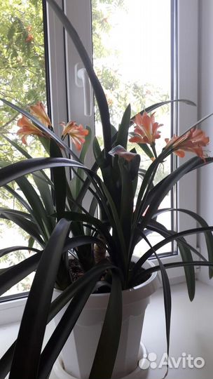 Комнатные цветы