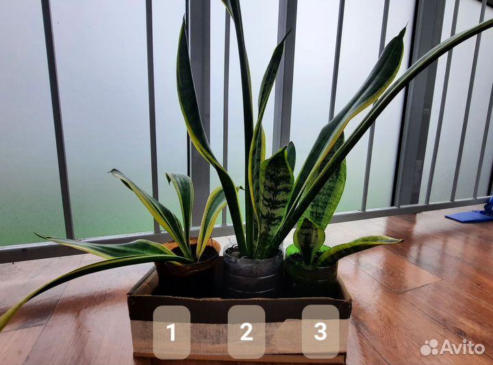 Сансевиерия