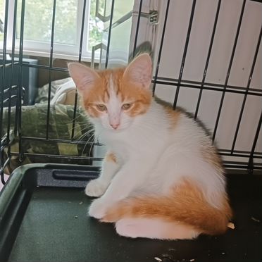 Балинезийский котёнок
