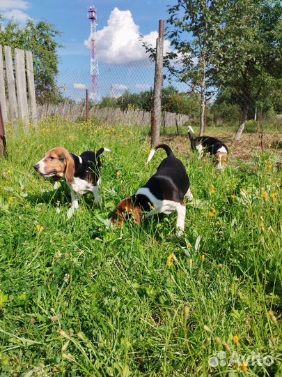 Эстонская гончая щенки