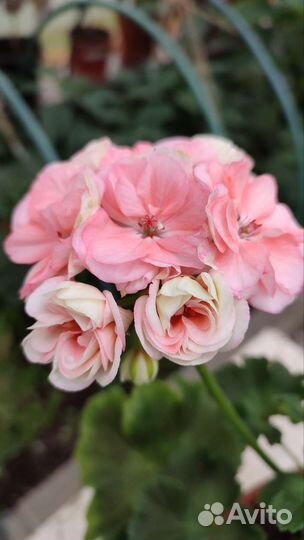 Пеларгония Astrid