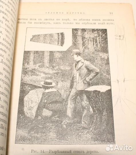 Антикварная Книга Зелёное Царство 1906 год. Иллюст