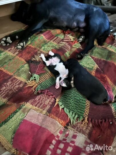 Щенки В добрые руки