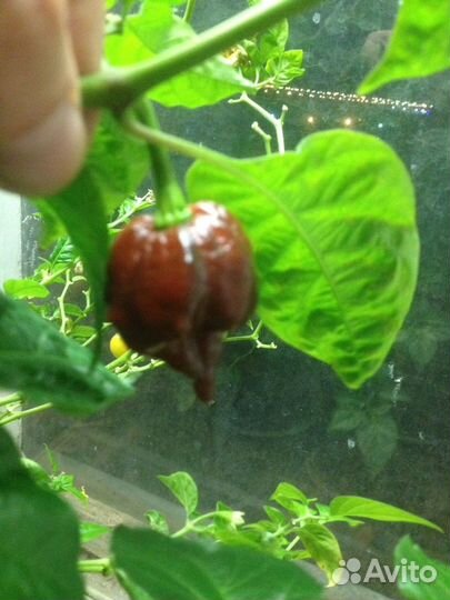 Острый перец Trinidad Douglah (7 Pot Chocolate)
