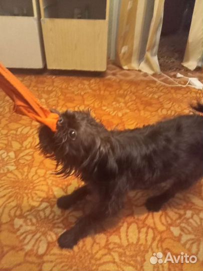 Вязка собак, бельгийский грифон