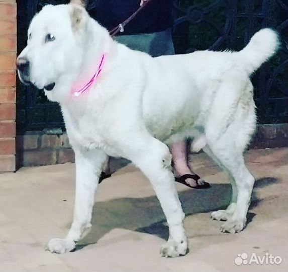 Алабай вязка