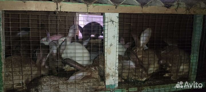 Кролики фландр