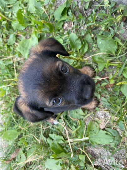 Отдам щенят в добрые руки