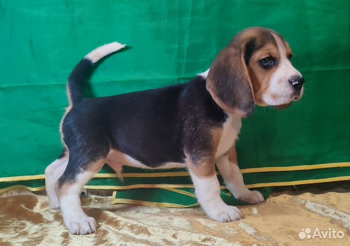 Щенки бигль