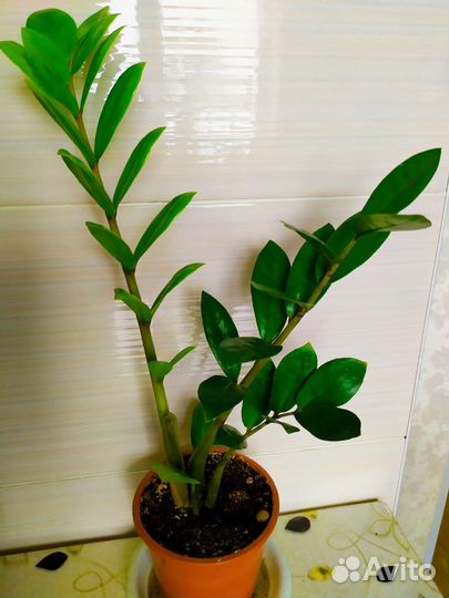 Фикус Бенджамин замиокулькас толстянка кротон