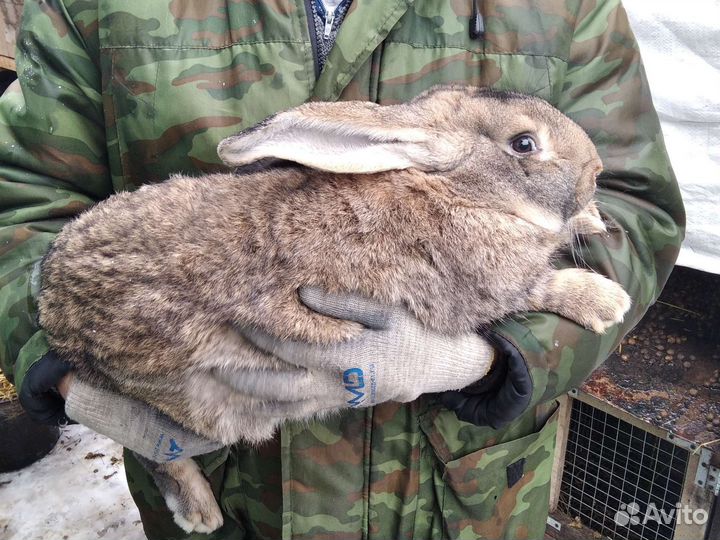 Кролик Великан