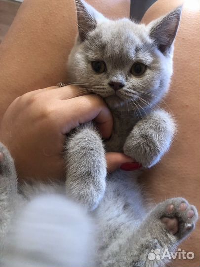 Шотландские котята