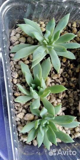 Коллекционные суккуленты