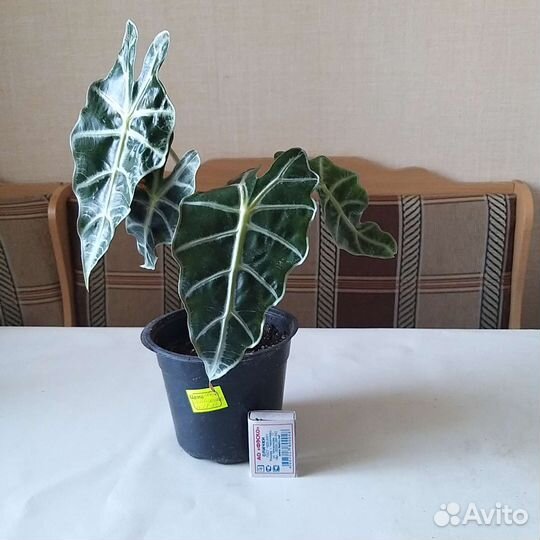 Алоказия black velvet и Дварф амазоника