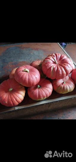 Тыквы домашние урожай 2023