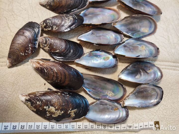Раковины мидий