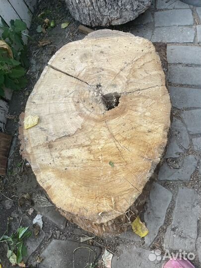 Спил дуба и дубовая колода
