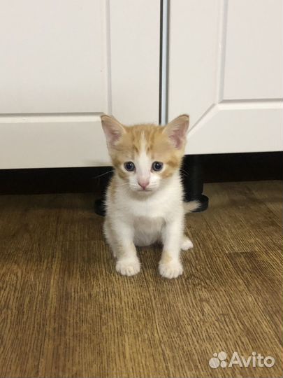 Отдам котенка в добрые руки