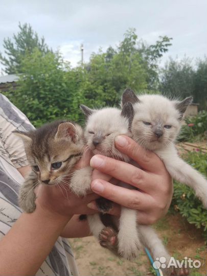 Кошка в дар бесплатно отдам в хорошие руки