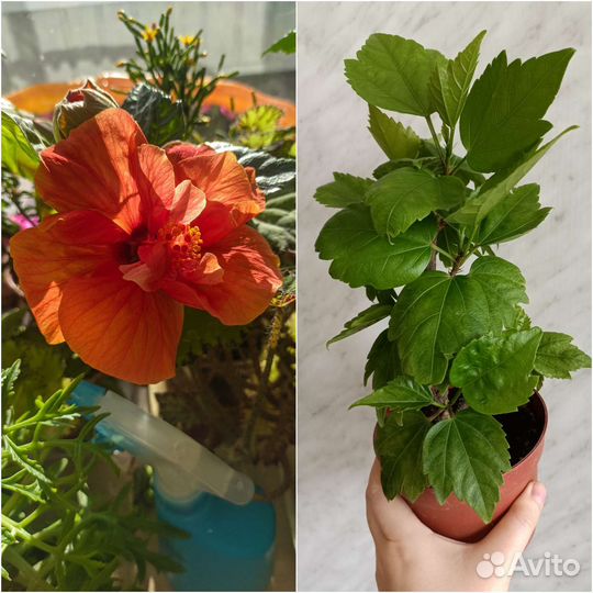 Гибискусы сортовые