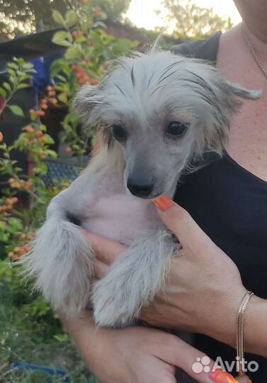 Китайская хохлатая