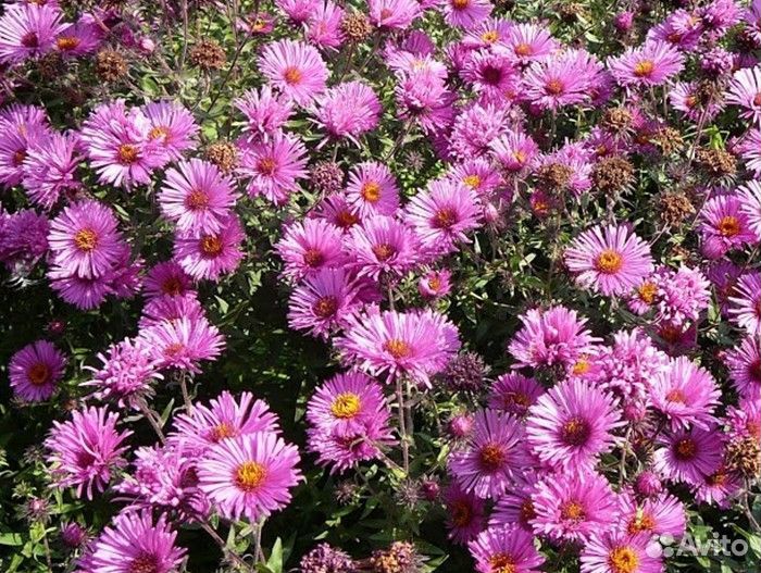 Астра кустарниковая Barrs Pink Саженцы, Рассада
