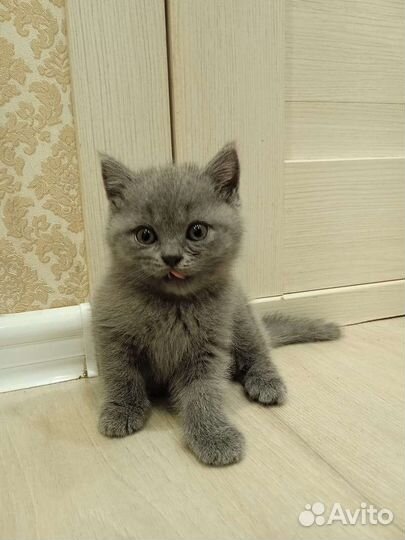 Шотландские прямоухие котята