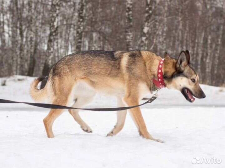 Обаятельная Марта сидит в приюте