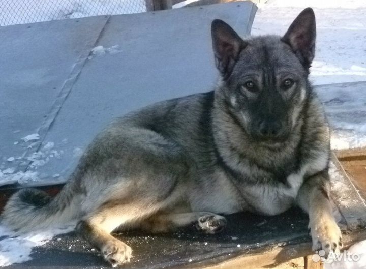 Активный Чаки