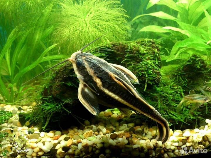 Платидорас - поющий сом