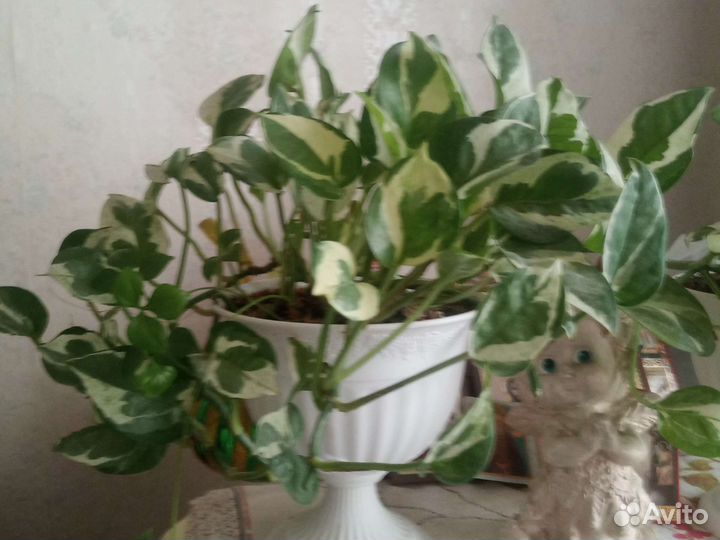 Сциндапсус 