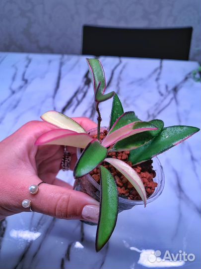 Хойя Кентиана Альбомаргината Лори Лин растение