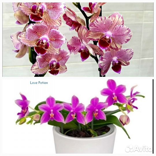 Орхидеи подростки Пират пикоти/Love Potion