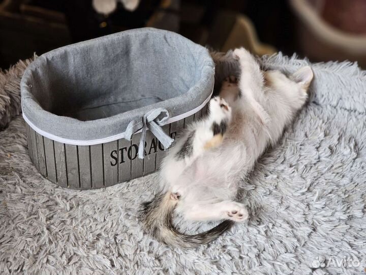 Котёнок Алёнка 2 мес.Прививка+паспорт. Привезём