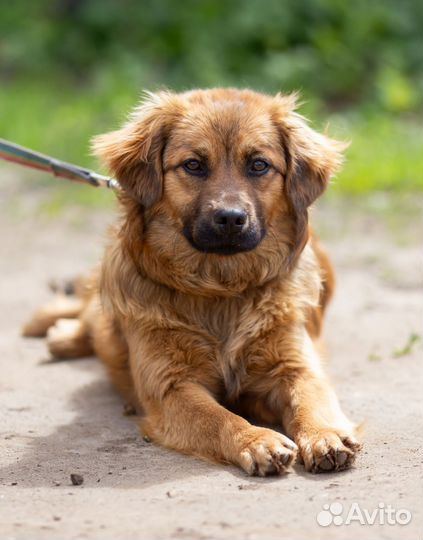 Собака в добрые руки